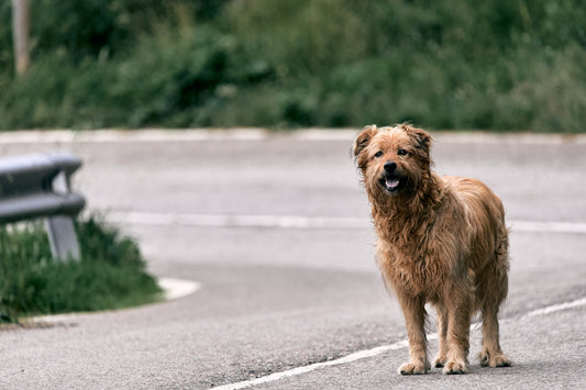 WHAT TO DO IF YOU HAVE LOST A DOG