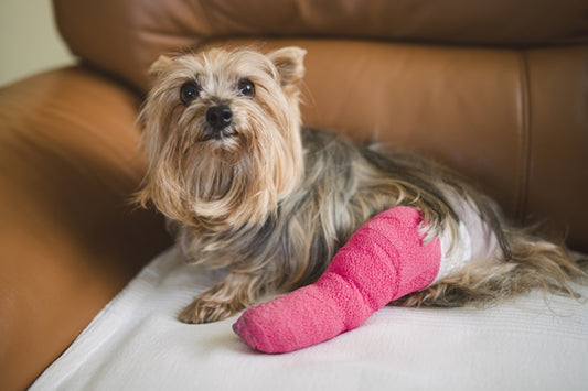 Dog patella dislocation?  Exercise for Puppy Joint Health