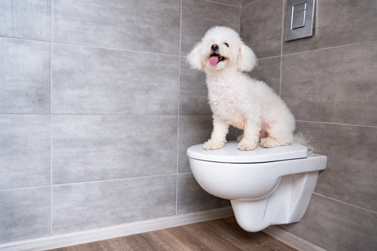 TOILET TRAINING YOUR PUPPY OR DOG