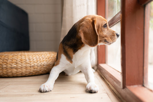 DEALING WITH SEPARATION ANXIETY IN DOGS