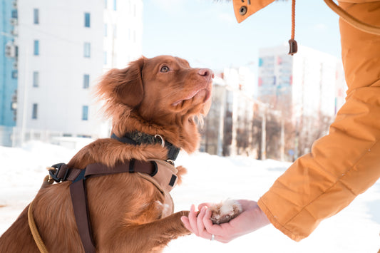 HOW TO TEACH YOUR DOG TO GREET PEOPLE