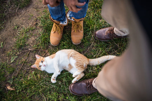 WHAT TO DO IF YOU HAVE LOST A CAT