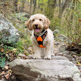 Reflective explosion-proof vest type dog harness