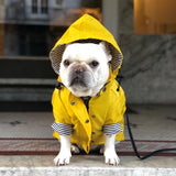 Dog Outfit on a Rainy Day