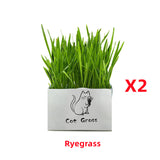 Soilless Organic Cat Grass