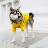 Dog Outfit on a Rainy Day