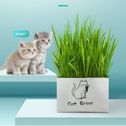 Soilless Organic Cat Grass