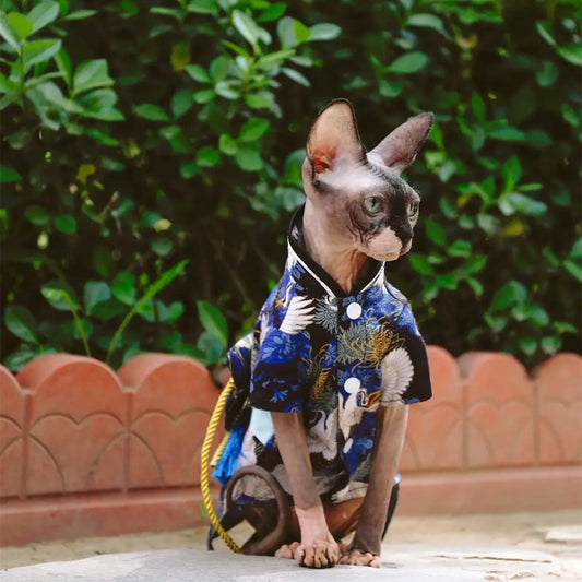 Traditional costume for a sphinx cat